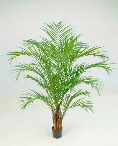 1216-170 Areca Palm 170cm, 1216-230 Areca Palm 230cm